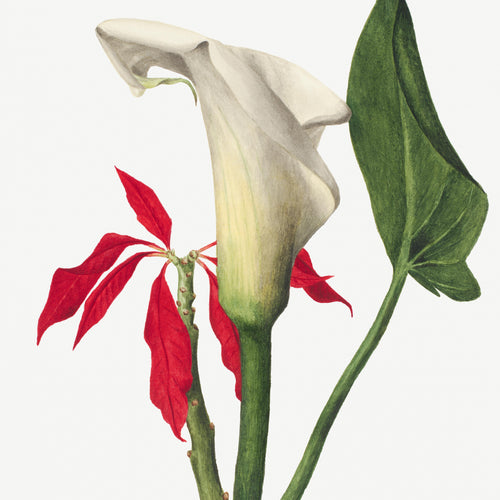 Calla Lily (1877) by Mary Vaux Walcott