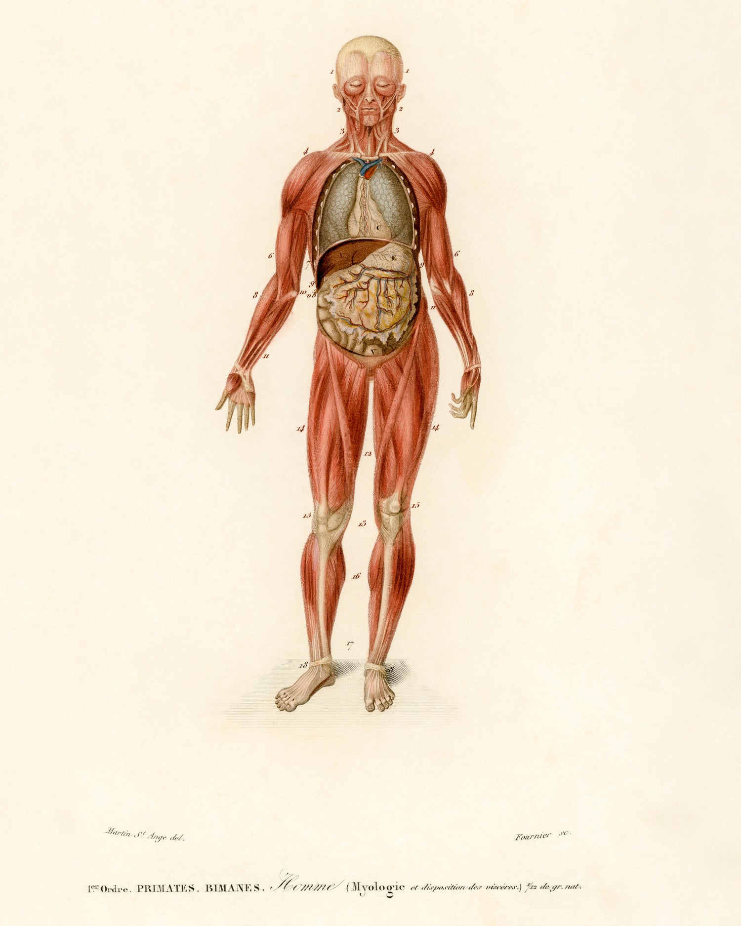 Myology and disposition of the viscera (1892) by Charles Dessalines D' Orbigny