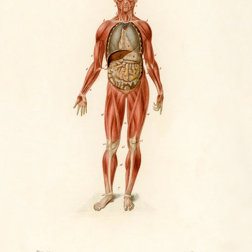 Myology and disposition of the viscera (1892) by Charles Dessalines D' Orbigny