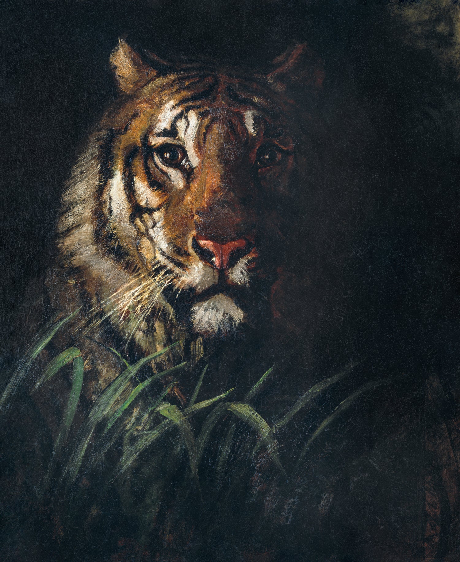 Tiger's Head (No year given) by Abbott Handerson Thayer