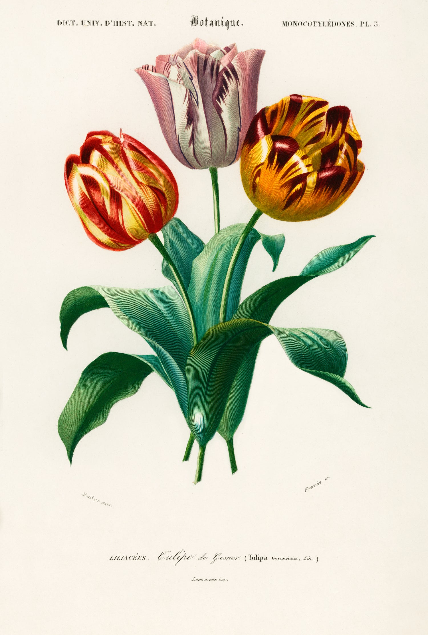 Didier's tulip (Tulipa gesneriana) (1892) by Charles Dessalines D' Orbigny