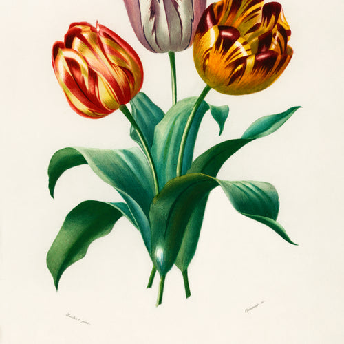 Didier's tulip (Tulipa gesneriana) (1892) by Charles Dessalines D' Orbigny