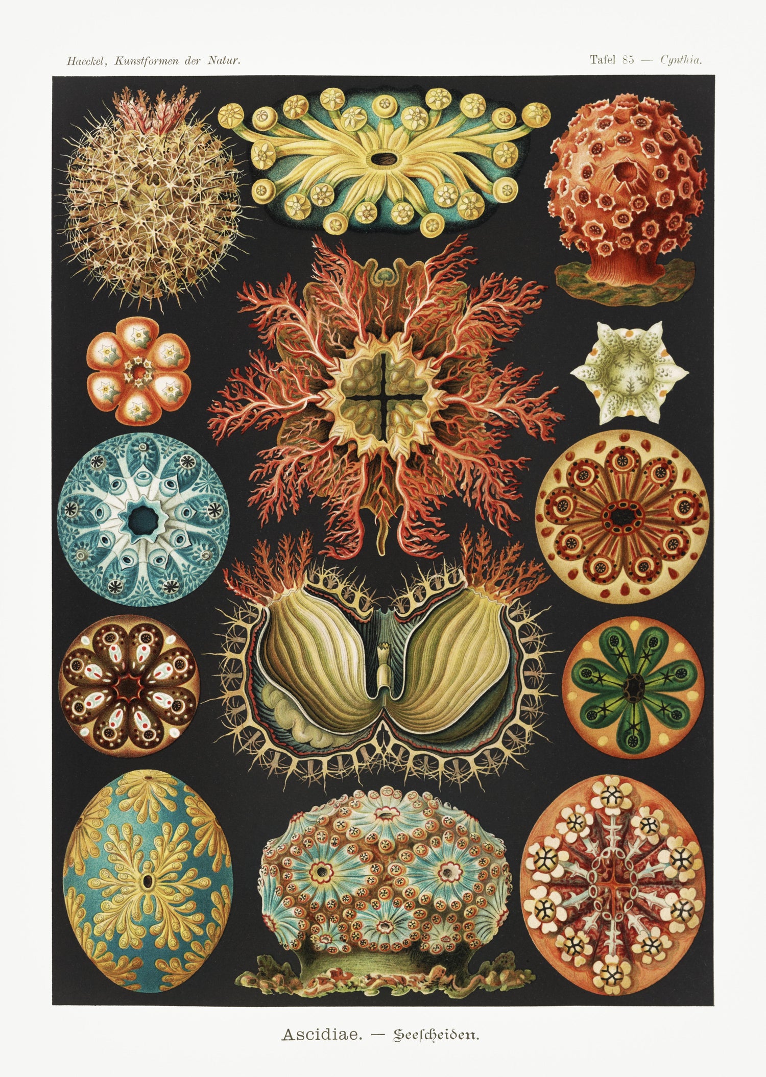 Ascidiae-Seescheiden from Kunstformen der Natur (1904) by Ernst Haeckel