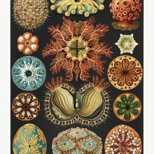 Ascidiae-Seescheiden from Kunstformen der Natur (1904) by Ernst Haeckel