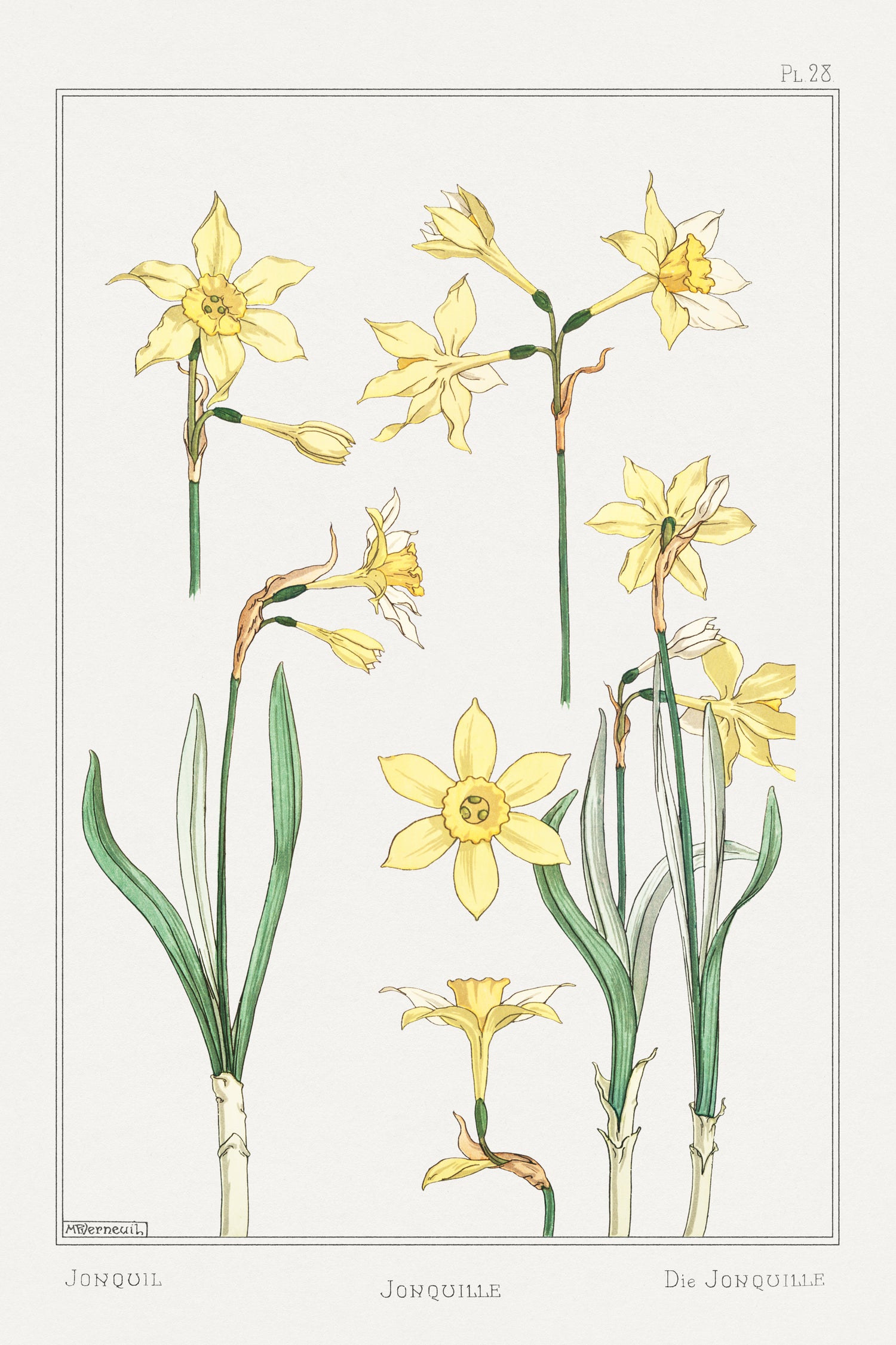 Jonquille or Jonquil from La Plante et ses Applications ornementales (1896) by Maurice Pillard Verneuil