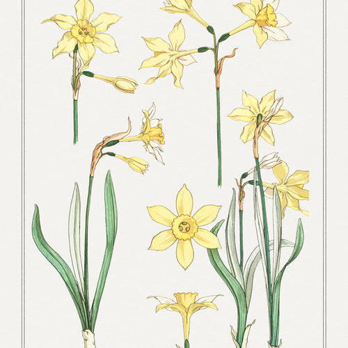 Jonquille or Jonquil from La Plante et ses Applications ornementales (1896) by Maurice Pillard Verneuil