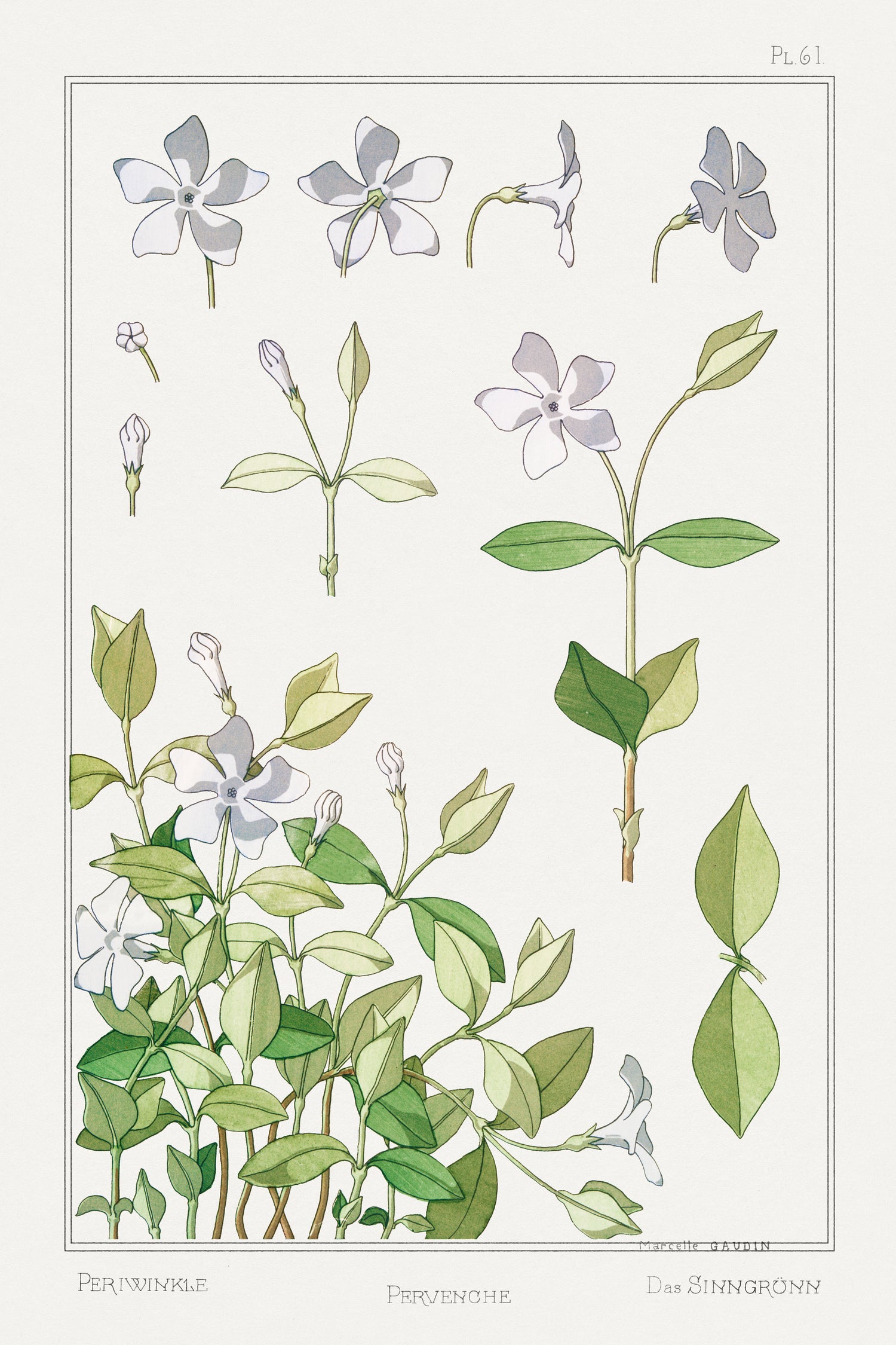 Pervenche (periwinkle) from La Plante et ses Applications ornementales (1896) by Maurice Pillard Verneuil