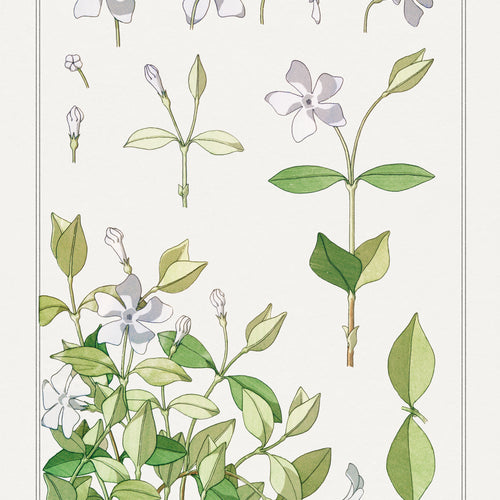 Pervenche (periwinkle) from La Plante et ses Applications ornementales (1896) by Maurice Pillard Verneuil