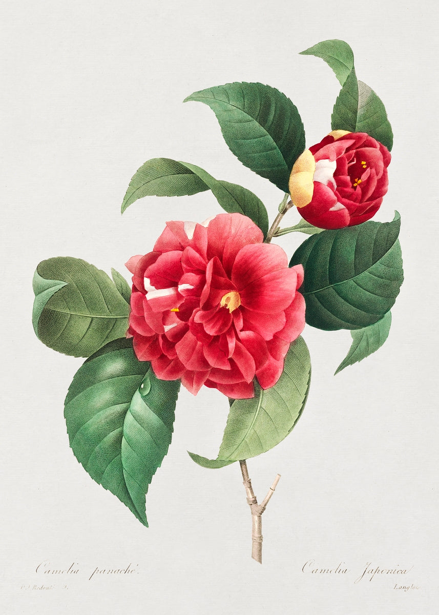 Choix des plus belles fleurs :et des plus beaux fruits (1833) by Pierre-Joseph Redouté