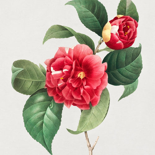 Choix des plus belles fleurs :et des plus beaux fruits (1833) by Pierre-Joseph Redouté