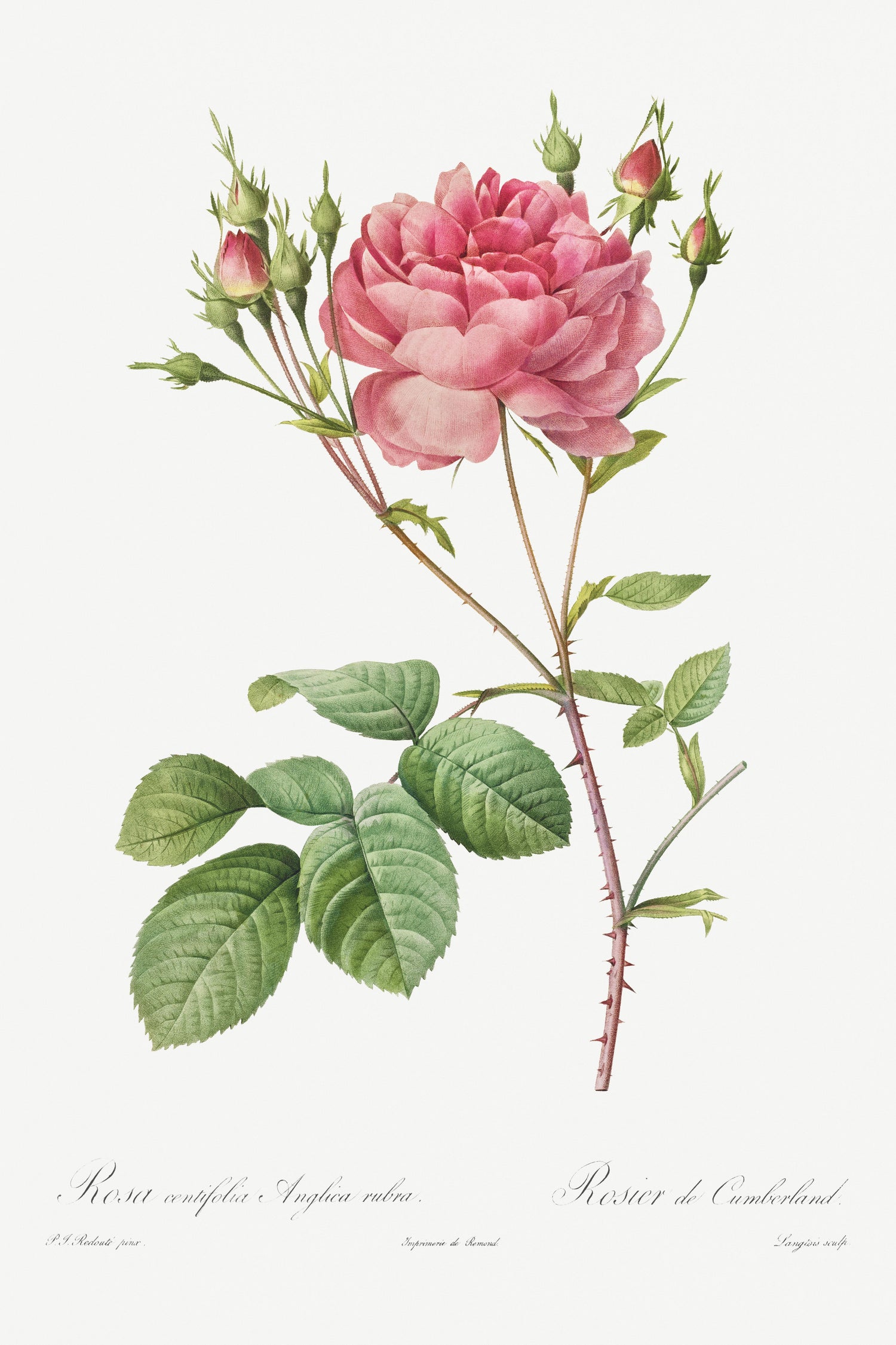 Rosa Centifolia Anglica Rubra (1817-1824) by Pierre-Joseph Redouté and Henry Joseph Redouté