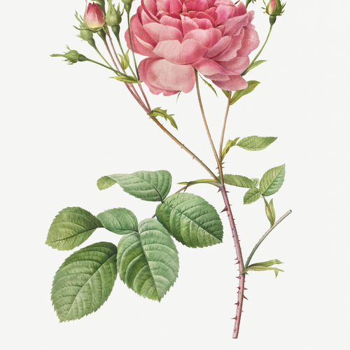 Rosa Centifolia Anglica Rubra (1817-1824) by Pierre-Joseph Redouté and Henry Joseph Redouté