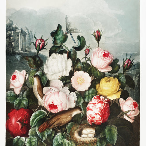 Roses from The Temple of Flora (1807) by Robert John Thornton