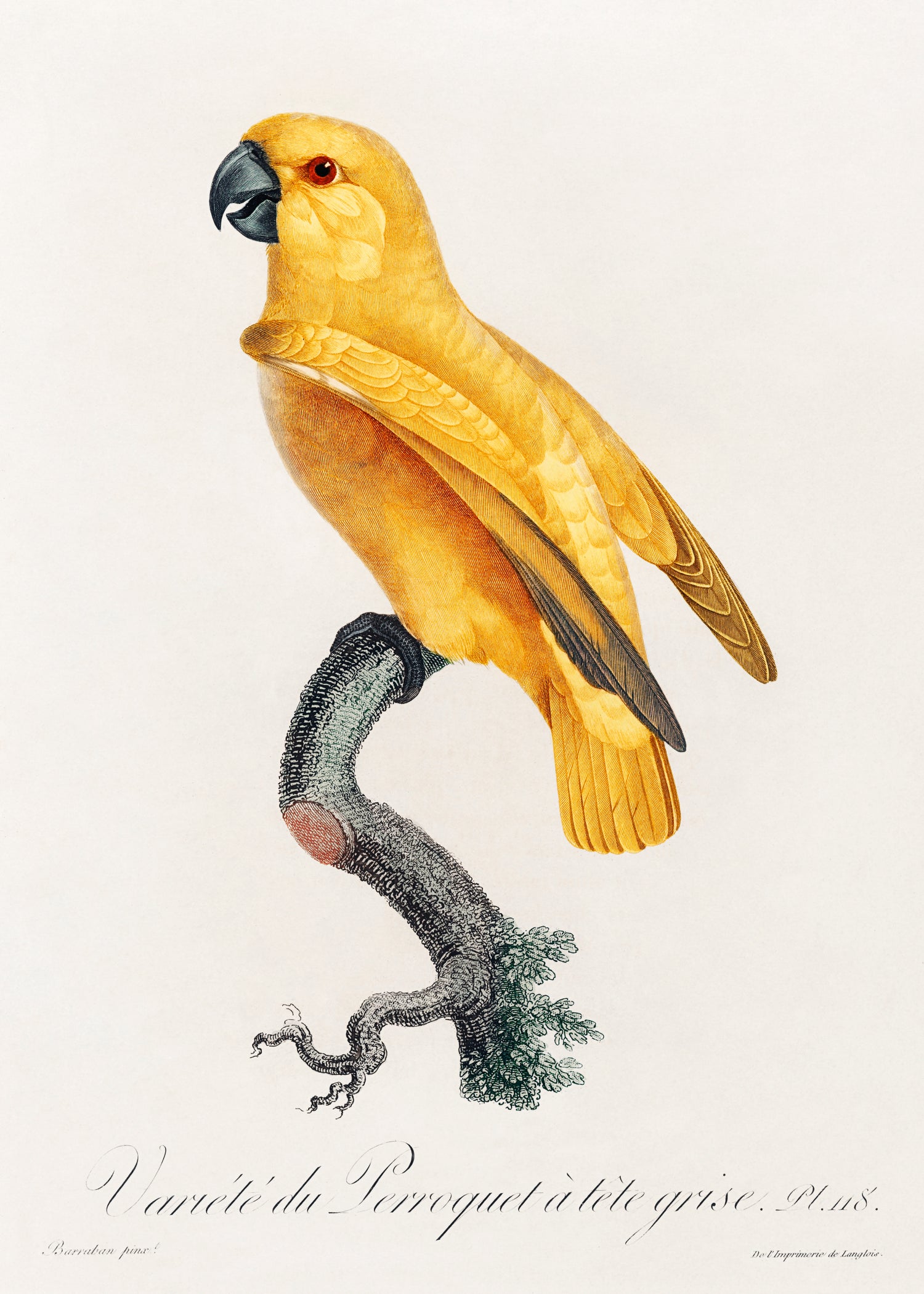 Senegal Parrot from Natural History of Parrots (1801-1805) by Francois Levaillant