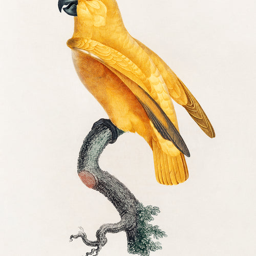 Senegal Parrot from Natural History of Parrots (1801-1805) by Francois Levaillant