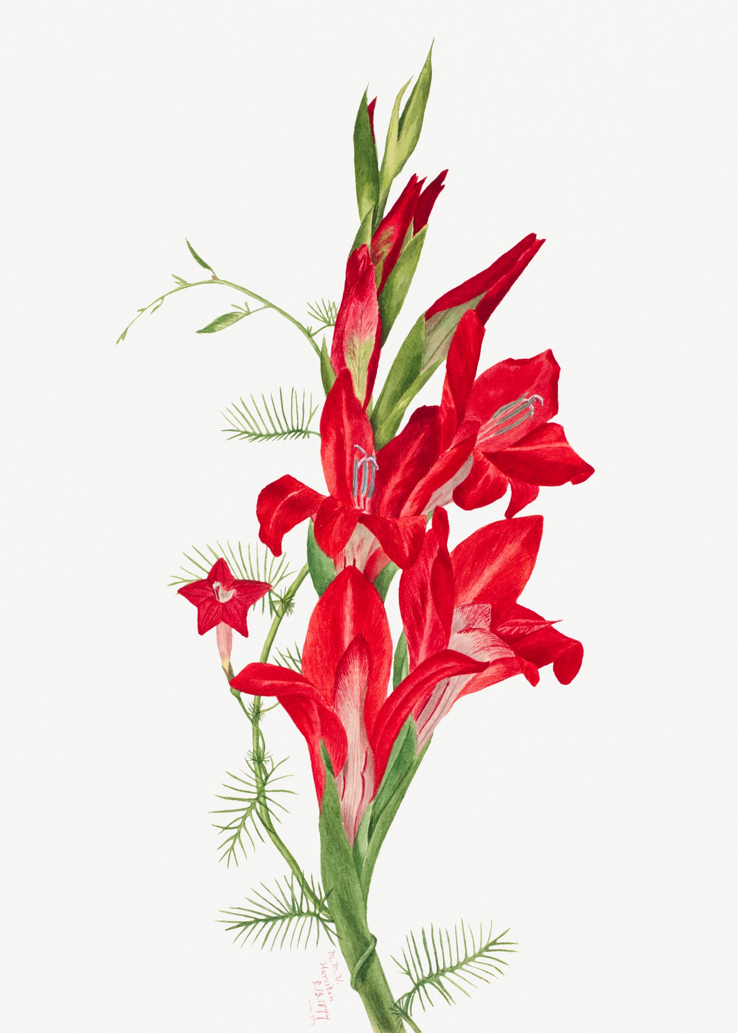 Cannas and Cypress Vine (Canna species and Ipomoea quamoclit) (1877) by Mary Vaux Walcott