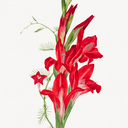 Cannas and Cypress Vine (Canna species and Ipomoea quamoclit) (1877) by Mary Vaux Walcott