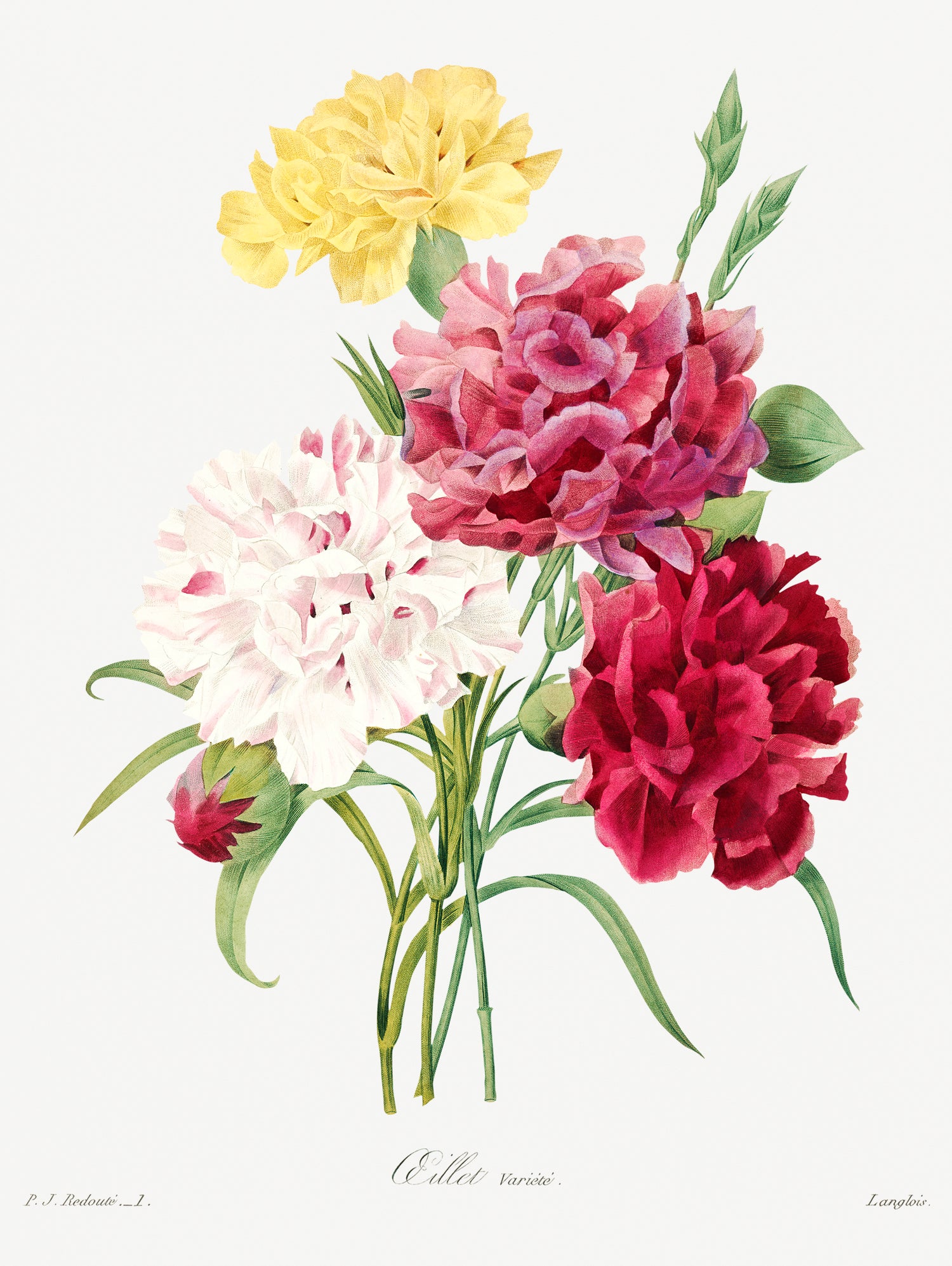 Carnation (1759-1840) by Pierre-Joseph Redouté