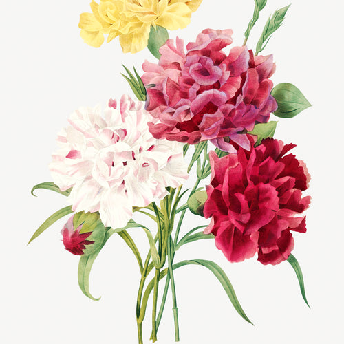 Carnation (1759-1840) by Pierre-Joseph Redouté