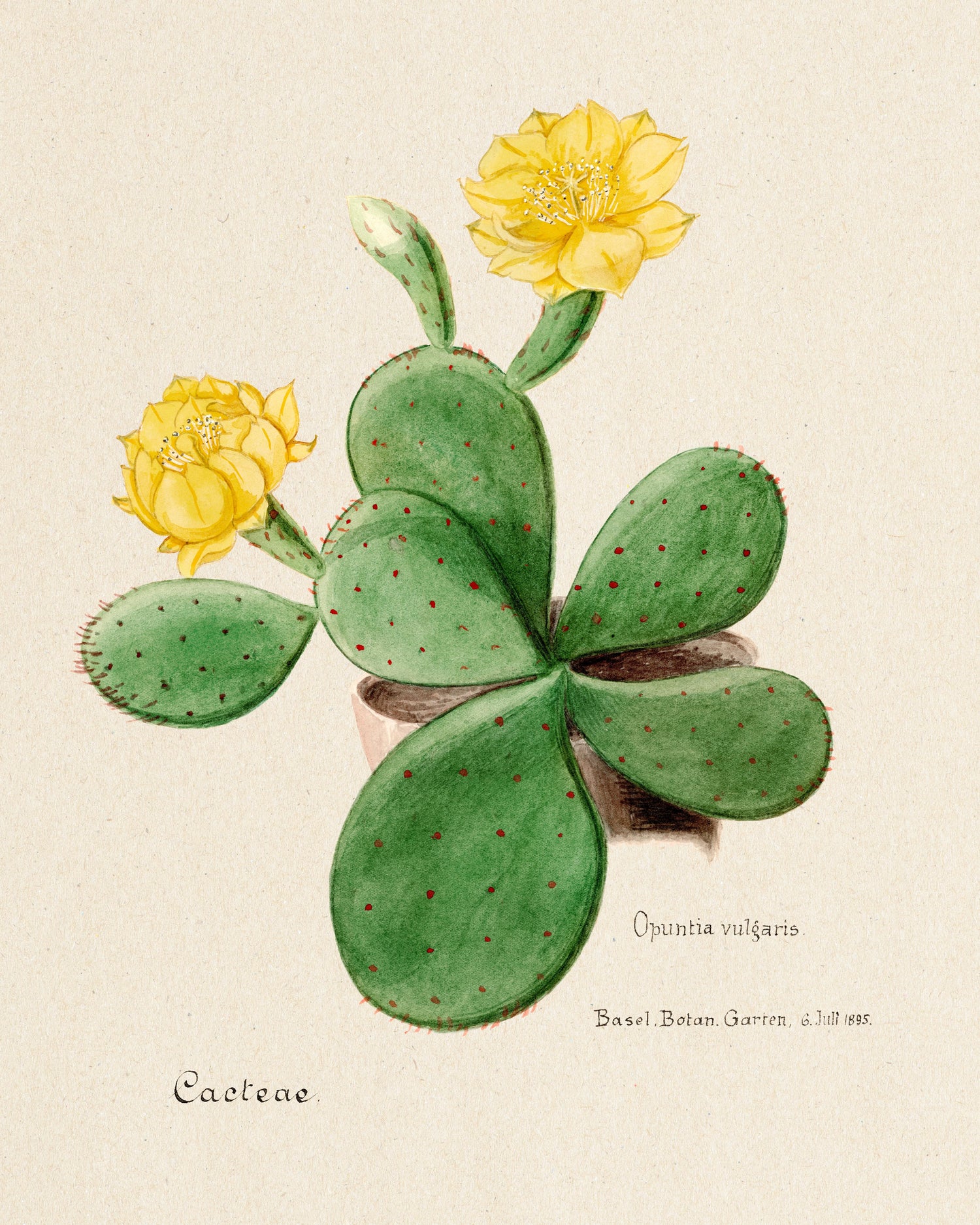 Eastern Prickly Pear cactus (1893-1905) by Familie Der Cacteen