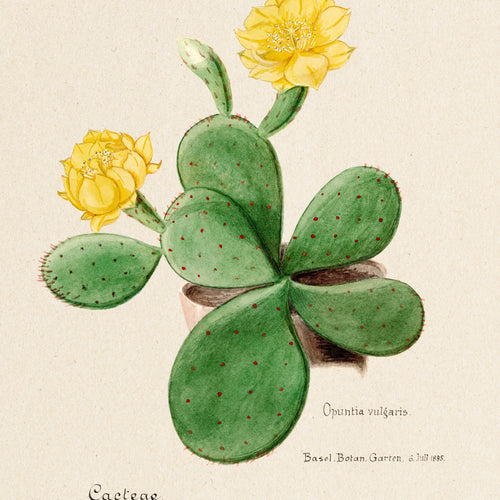 Eastern Prickly Pear cactus (1893-1905) by Familie Der Cacteen