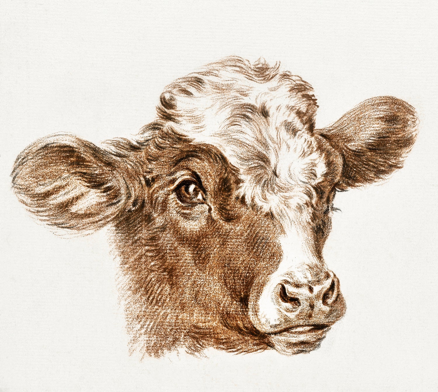 Head of a cow (ca.1800-1825) by Jean Bernard