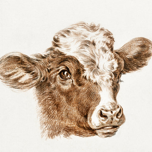 Head of a cow (ca.1800-1825) by Jean Bernard