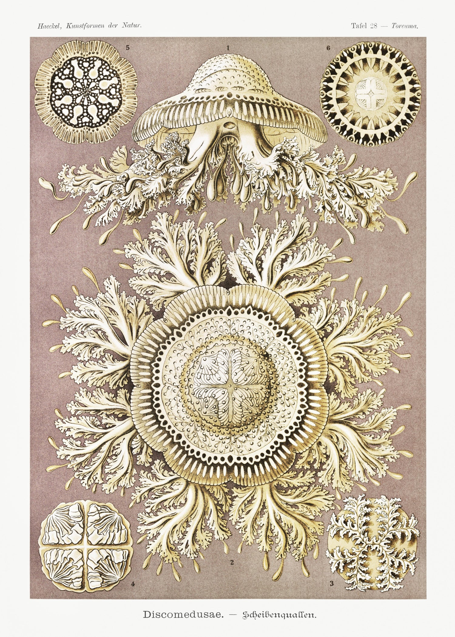 Discomedusae-Schweibenquallen from Kunstformen der Natur (1904) by Ernst Haeckel