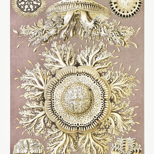 Discomedusae-Schweibenquallen from Kunstformen der Natur (1904) by Ernst Haeckel