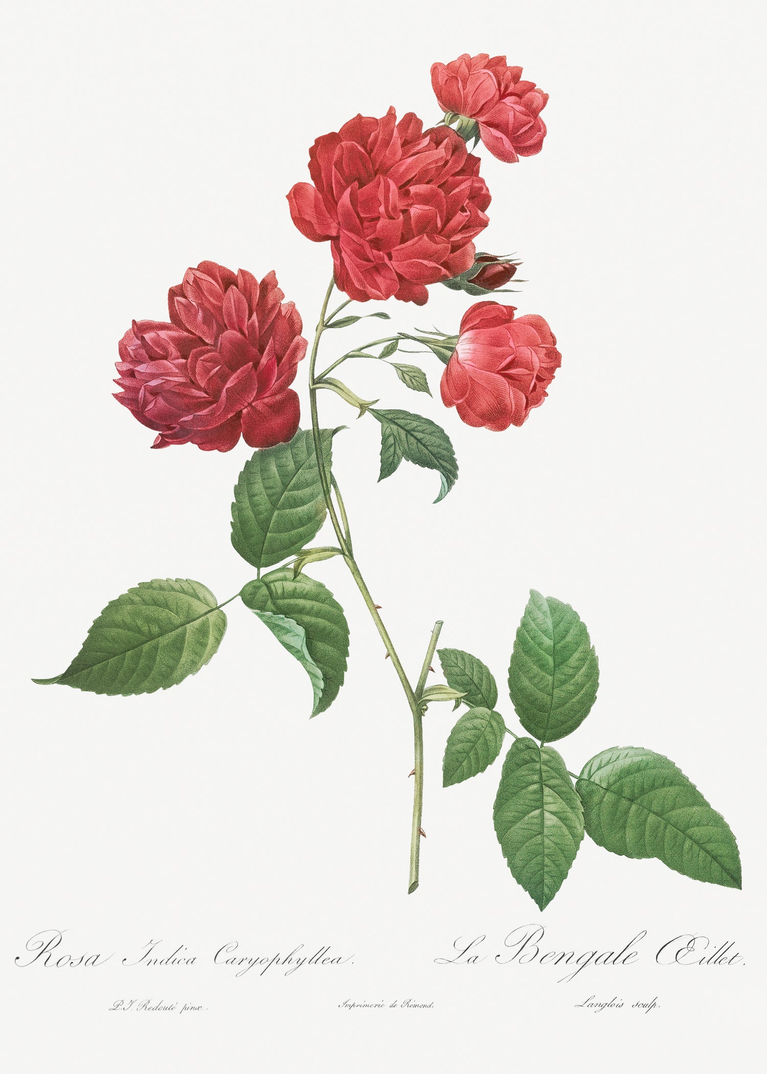 Red Cabbage Rose, also known as Bengal eyelet (Rosa indica caryophyllea) from Les Roses (1817-1824) by Pierre-Joseph Redouté