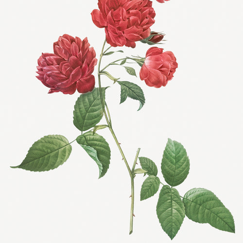 Red Cabbage Rose, also known as Bengal eyelet (Rosa indica caryophyllea) from Les Roses (1817-1824) by Pierre-Joseph Redouté