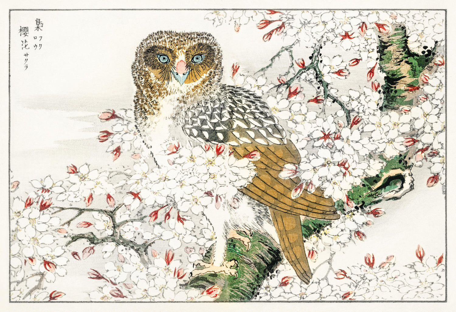 Short-eared Owl and Cherry Flower illustration from Pictorial Monograph of Birds (1885) by Numata Kashu