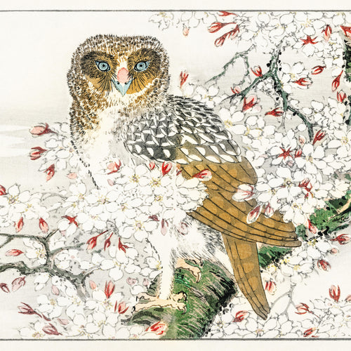 Short-eared Owl and Cherry Flower illustration from Pictorial Monograph of Birds (1885) by Numata Kashu