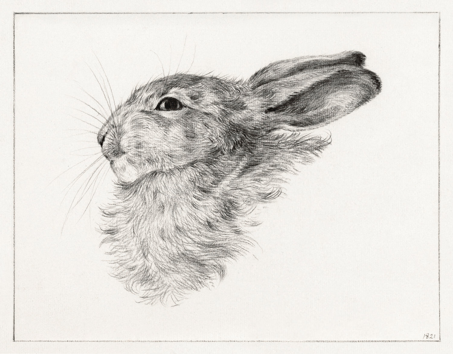 Head of a rabbit (1821) by Jean Bernard