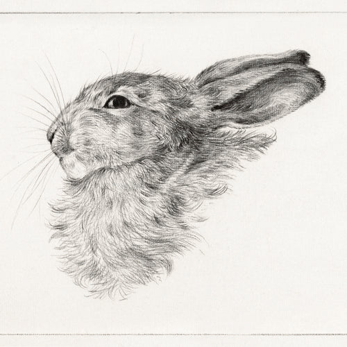 Head of a rabbit (1821) by Jean Bernard