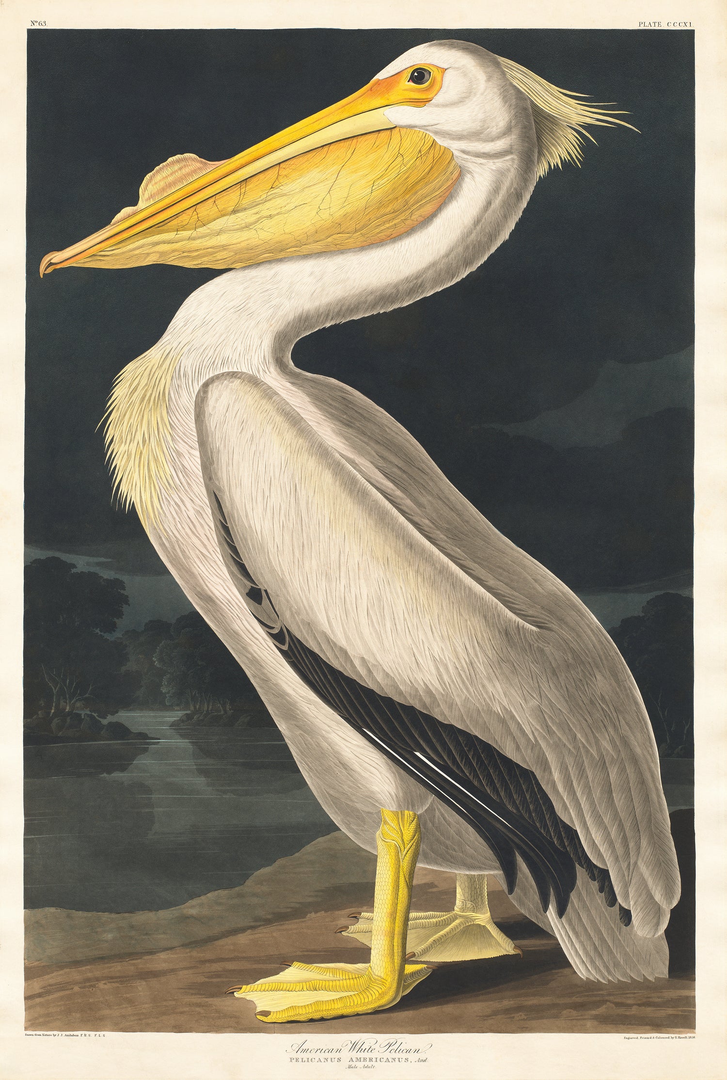 American White Pelican from Birds of America (1827) by John James Audubon