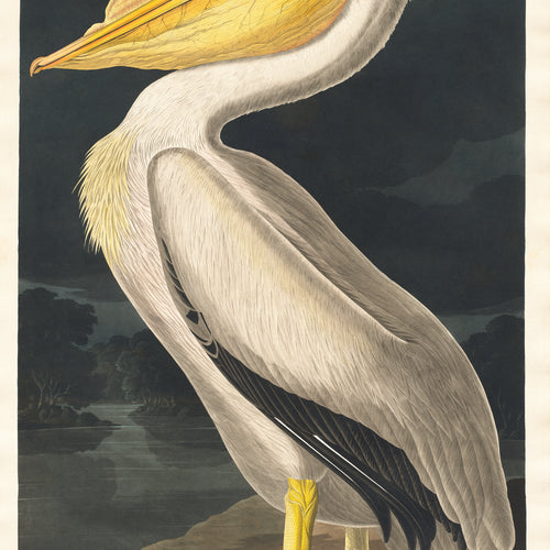 American White Pelican from Birds of America (1827) by John James Audubon