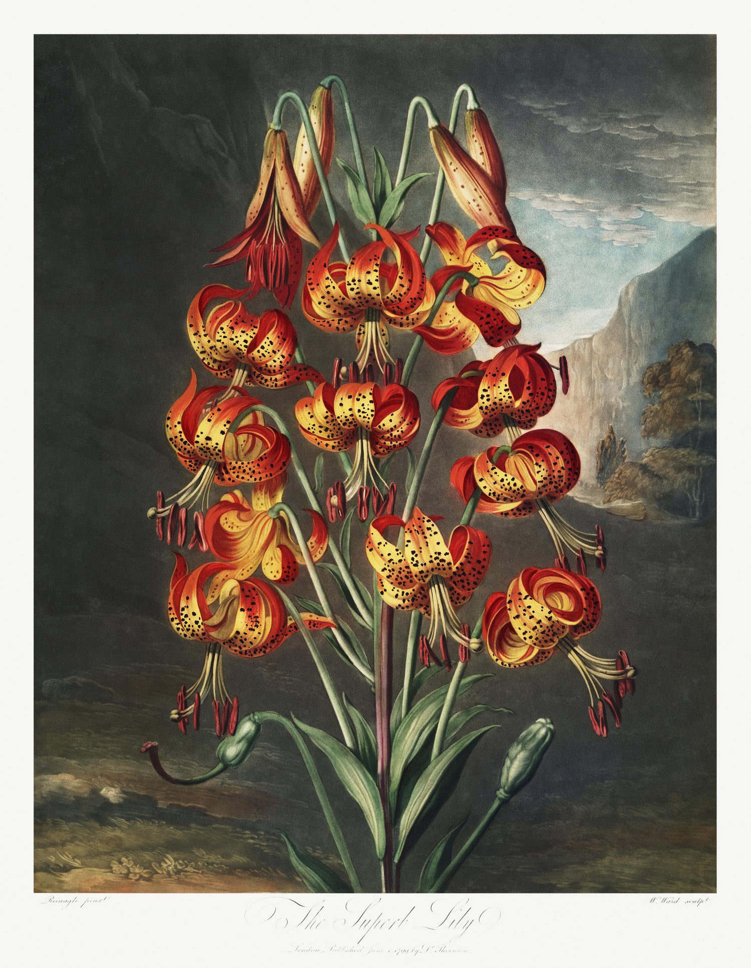 The Superb Lily from The Temple of Flora (1807) by Robert John Thornton