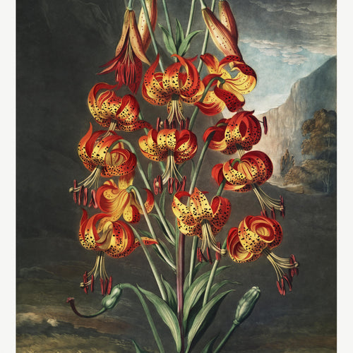 The Superb Lily from The Temple of Flora (1807) by Robert John Thornton