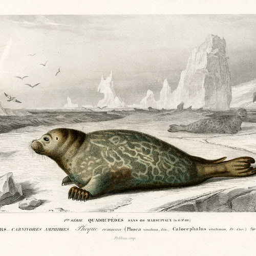 Phoca (1892) by Charles Dessalines D' Orbigny