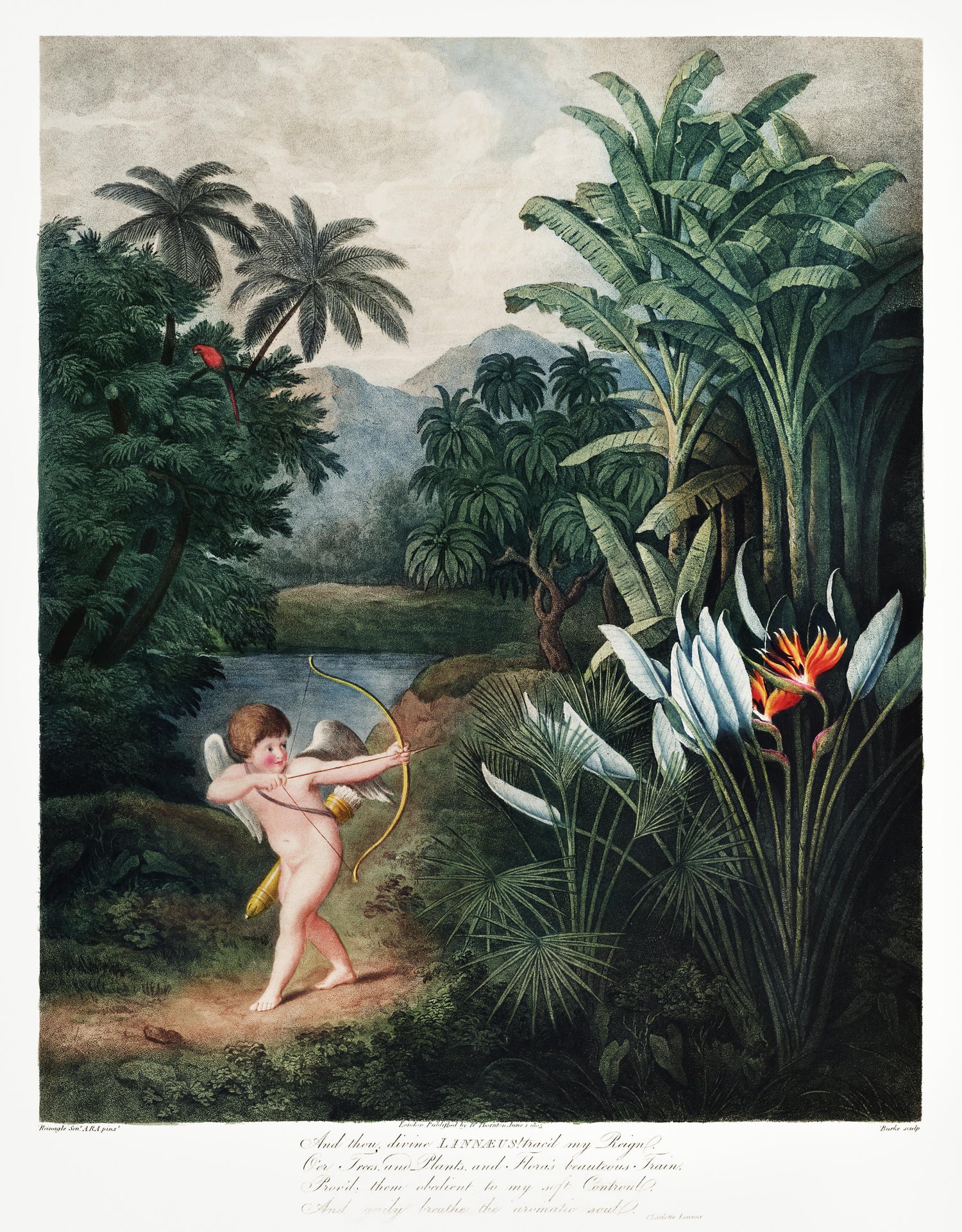 Cupid Inspiring Plants with Love from The Temple of Flora (1807) by Robert John Thornton