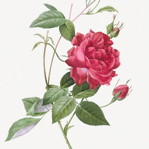 Blood-Red Bengal Rose, Rosa indica cruneta from Les Roses (1817-1824) by Pierre-Joseph Redouté