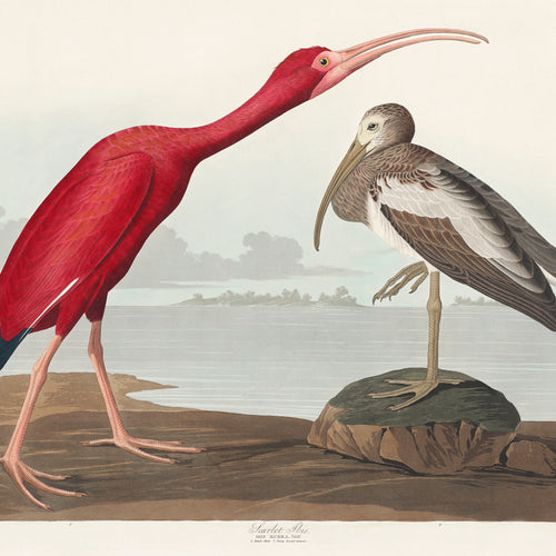 Scarlet Ibis from Birds of America (1827) by John James Audubon