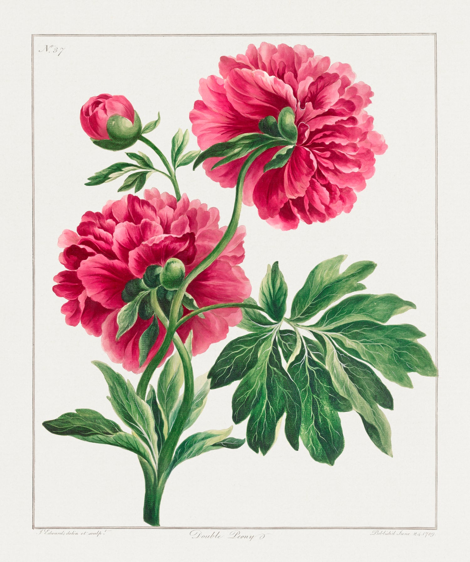 Double Peony (1789) by John Edwards