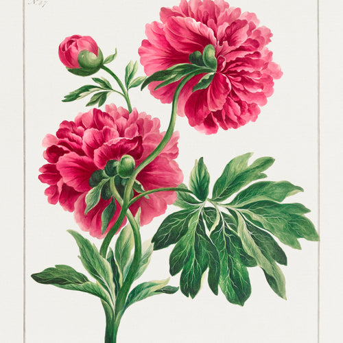 Double Peony (1789) by John Edwards