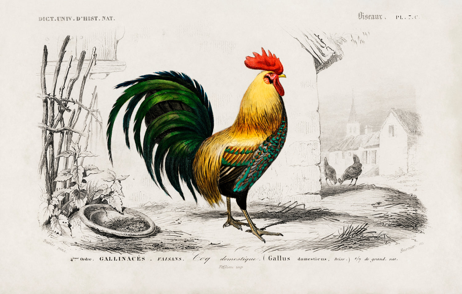 Cock (1892) by Charles Dessalines D' Orbigny