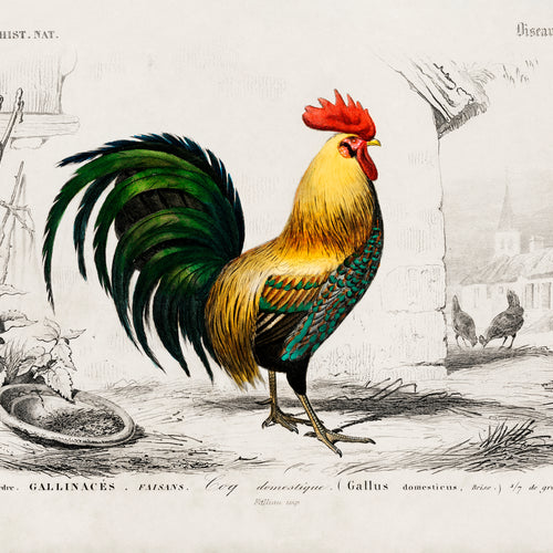 Cock (1892) by Charles Dessalines D' Orbigny