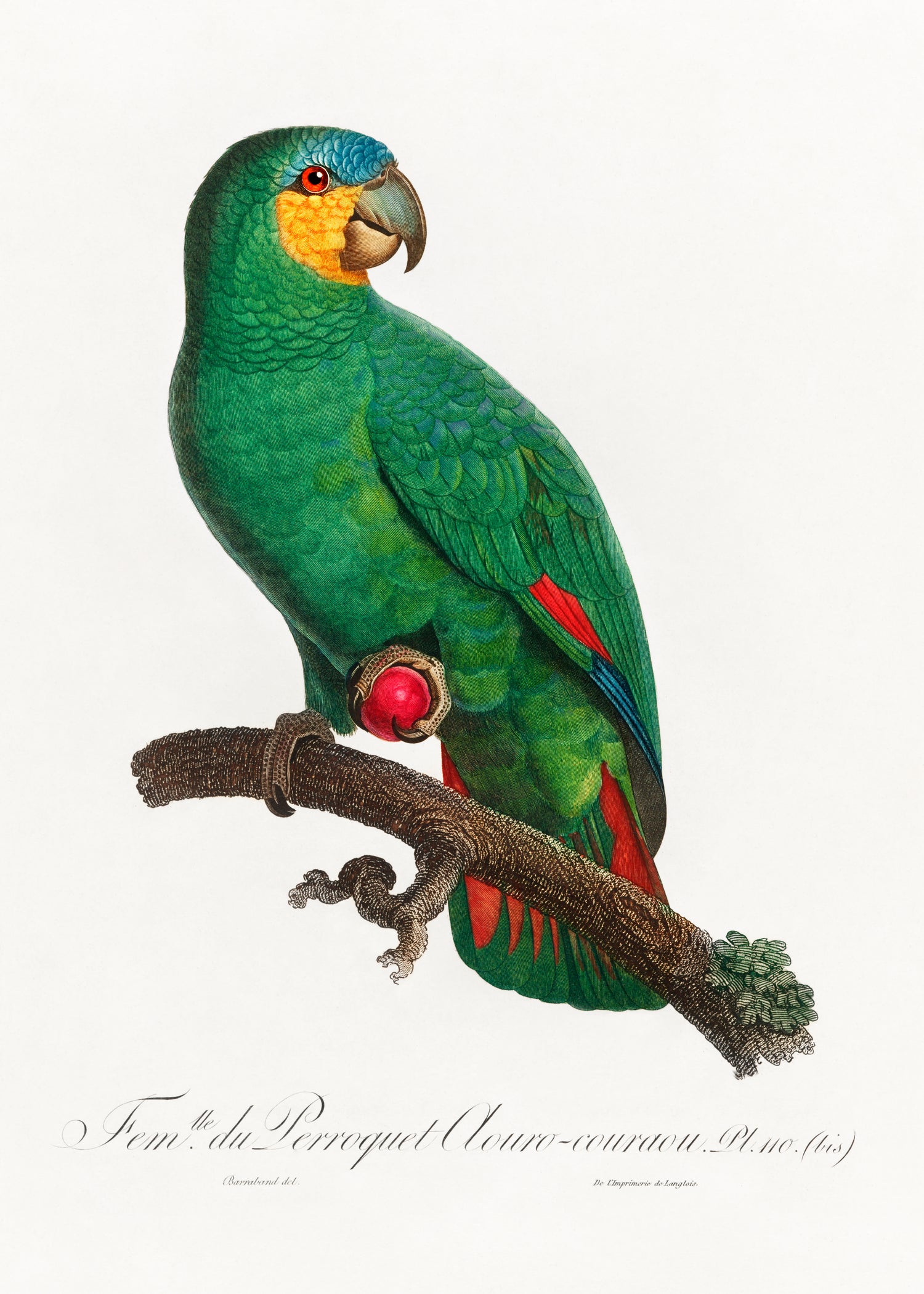 The Orange-Winged Amazon, Amazona amazonica from Natural History of Parrots (1801-1805) by Francois Levaillant