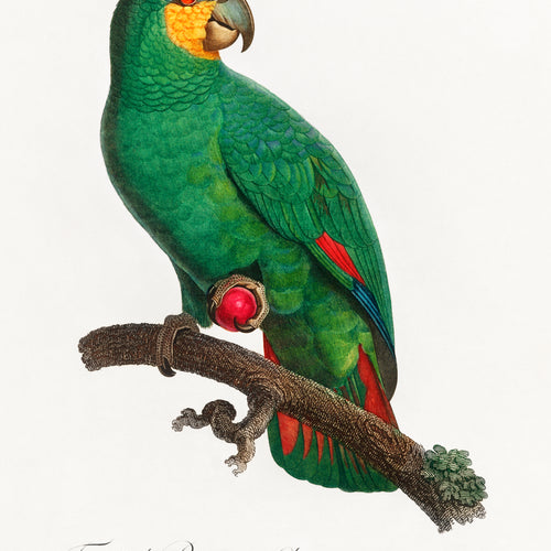 The Orange-Winged Amazon, Amazona amazonica from Natural History of Parrots (1801-1805) by Francois Levaillant