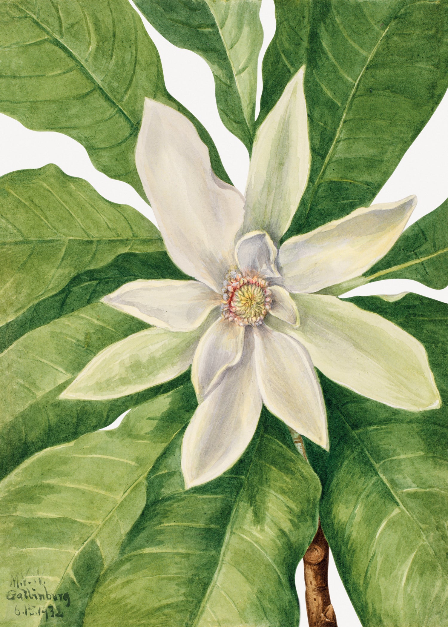 Umbrella Tree (Magnolia tripetala) (1932) by Mary Vaux Walcott